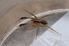 Pardosa plumipedata