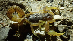 Buthus ibericus