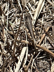 Pycnostictus seriatus