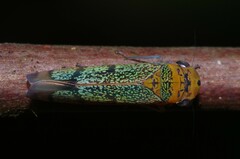 Amblyscarta invenusta