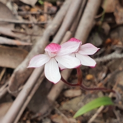 Caladenia alpina