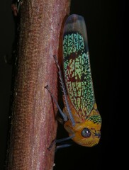 Amblyscarta invenusta