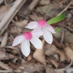 Caladenia alpina