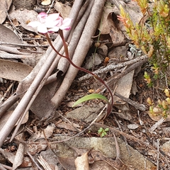 Caladenia alpina