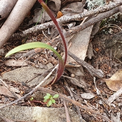 Caladenia alpina