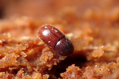 Coccotrypes dactyliperda