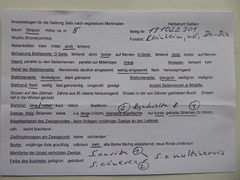 Salix × multinervis