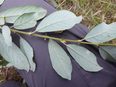 Salix × multinervis