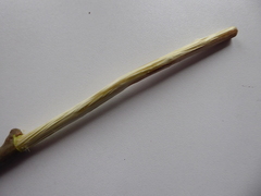 Salix × multinervis