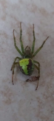 Araneus unanimus