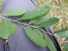 Salix × multinervis