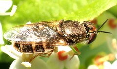 Odontomyia pubescens