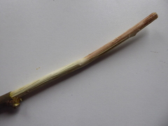 Salix × multinervis