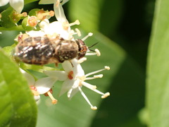 Odontomyia pubescens