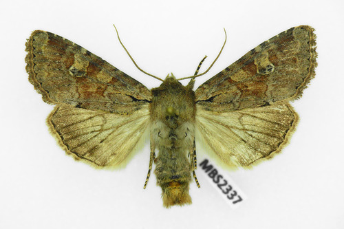 Grūdinis pelėdgalvis nuotrauka