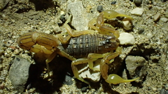 Buthus ibericus