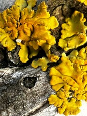 Xanthomendoza fallax