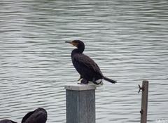 Phalacrocorax carbo