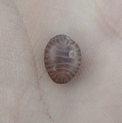 Pseudopusula californiana