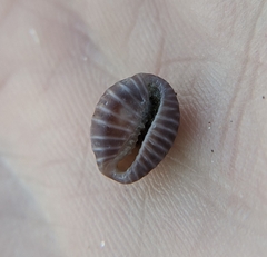 Pseudopusula californiana