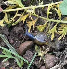 Oxychilus