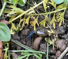 Oxychilus
