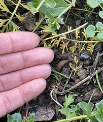 Oxychilus