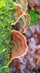 Stereum subtomentosum