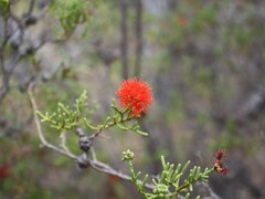 Melaleuca punicea