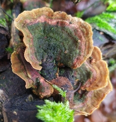 Stereum subtomentosum