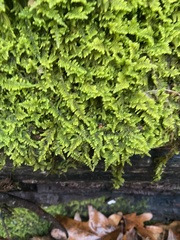 Thuidium delicatulum