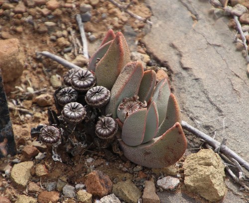 Punctillaria magnipunctata (Haw.) N.E.Br.