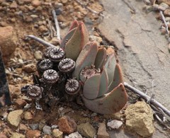 Pleiospilos compactus canus