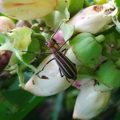 Epicauta floydwerneri