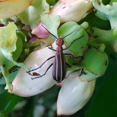 Epicauta floydwerneri