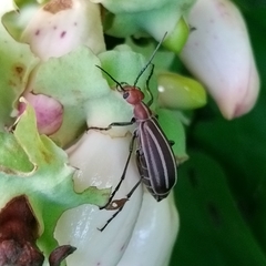 Epicauta floydwerneri