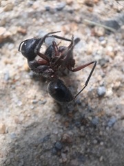 Camponotus intrepidus