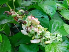 Epicauta floydwerneri