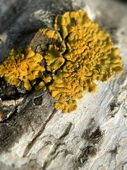 Xanthomendoza fallax