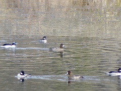 Aythya affinis