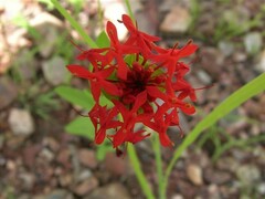 Pimelea punicea