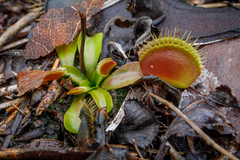 Dionaea muscipula