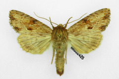 Apamea sublustris