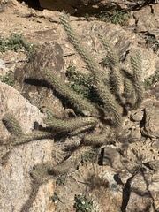 Cylindropuntia echinocarpa