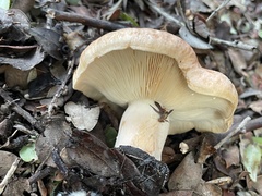 Lactarius alnicola