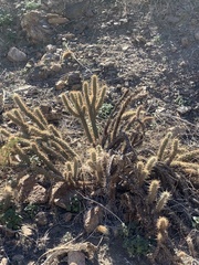 Cylindropuntia echinocarpa