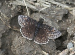 Erynnis juvenalis