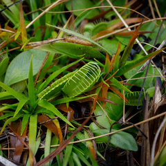 Dionaea muscipula