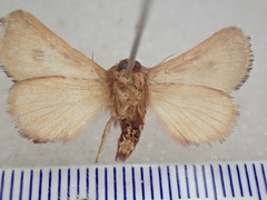 Eloasa bombycoides