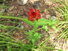 Pimelea punicea